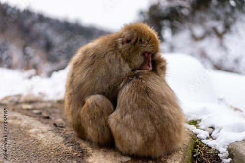 Photography Japanese macaque or Snow monkey cuddling her baby and sitting on the dirt road near natural onsen (hot spring), located in Jigokudani Park, Yudanaka