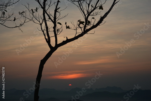 tree at sunset