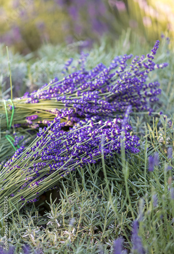 Fototapeta Naklejka Na Ścianę i Meble -  A bouquet of hand-cut scented lavender flowers