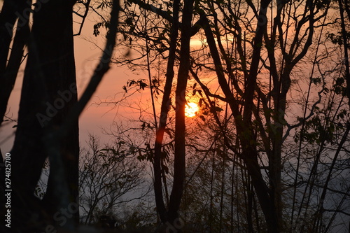 sunset in forest