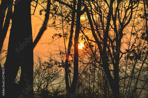 sunset in forest