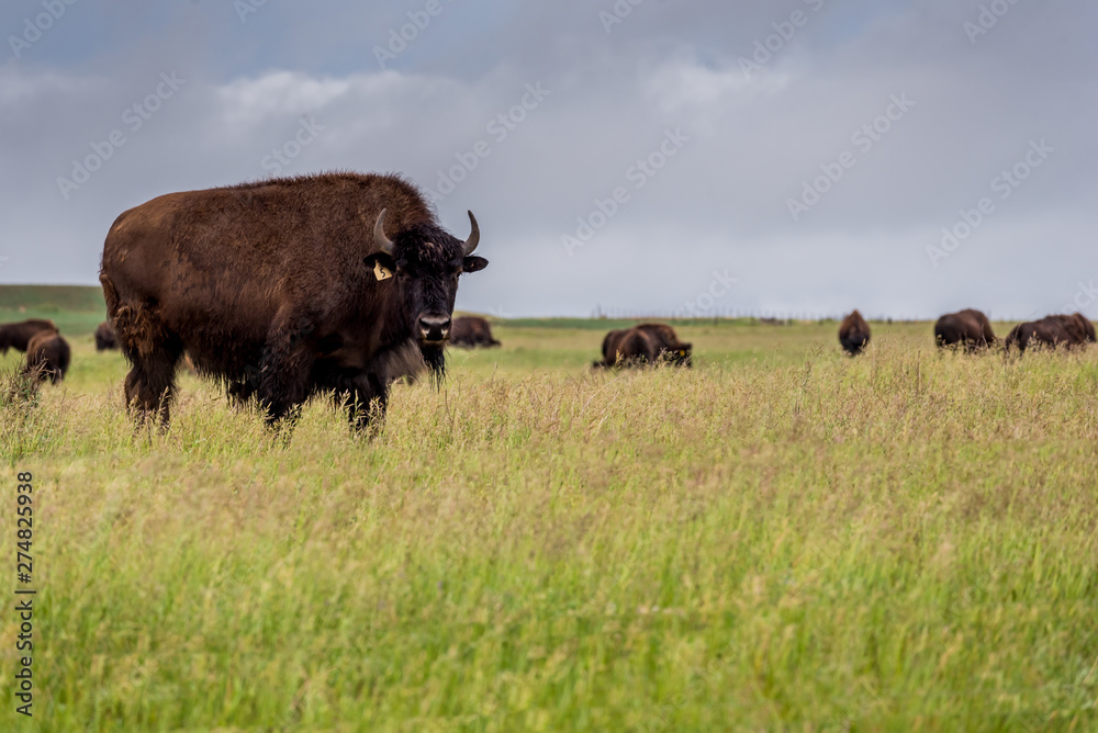Plains bison buffalo grazing in a pasture in Saskatchewan, Canada 