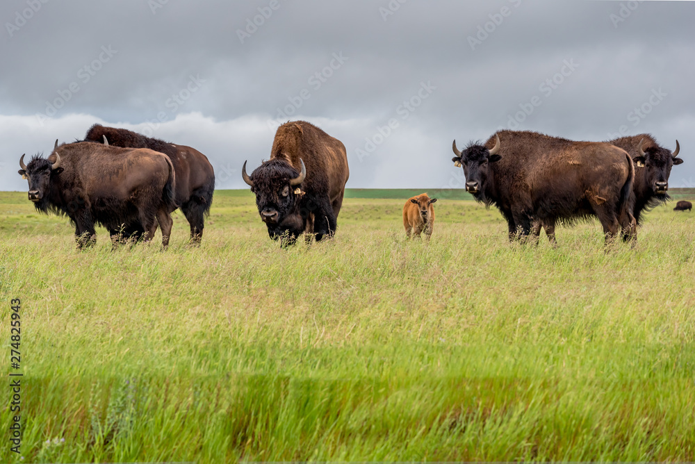 A herd of plains bison buffalo with a baby calf grazing in a pasture in Saskatchewan, Canada 