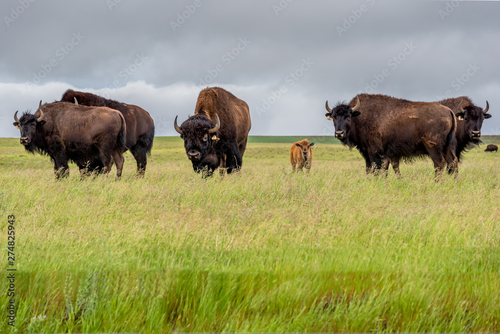 A herd of plains bison buffalo with a baby calf grazing in a pasture in Saskatchewan, Canada A herd of plains bison buffalo with a baby calf grazing in a pasture in Saskatchewan, Canada