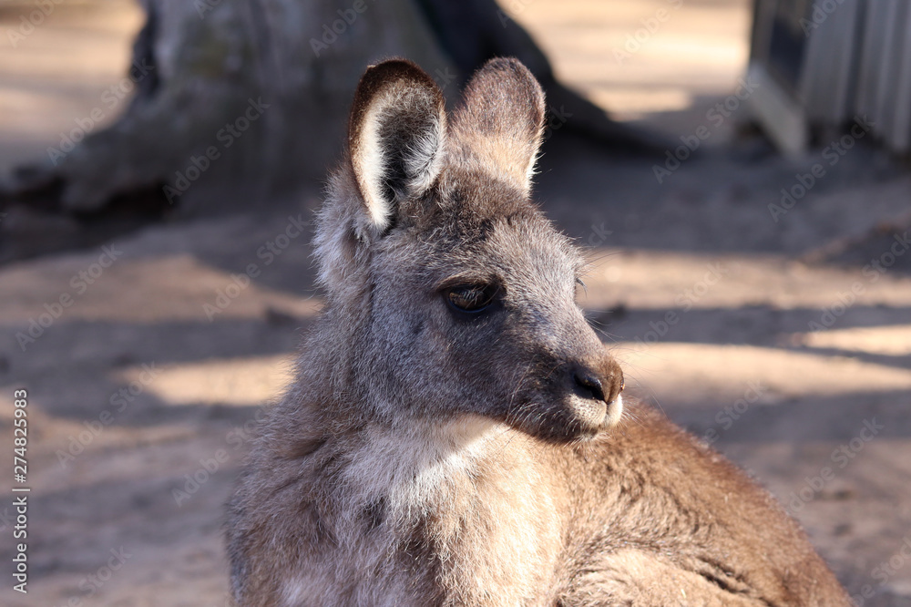Kangaroo Kangaroo