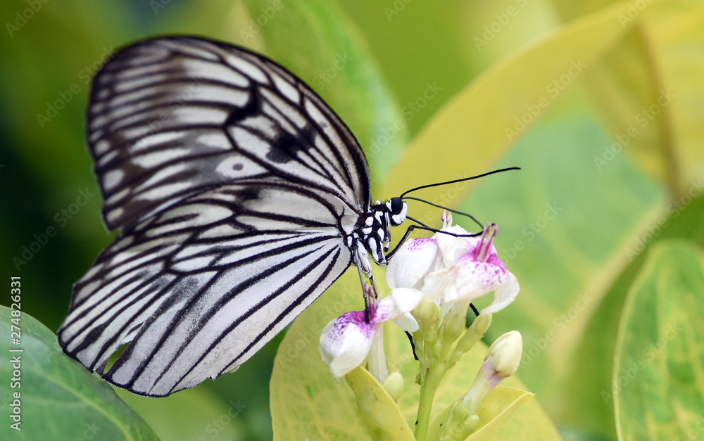 Fototapeta premium Amazing butterfly park in Bali. Сolorful butterflies. Macro nature. 