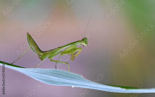 Green small mantis - amazing macro nature of tropical island Bali.