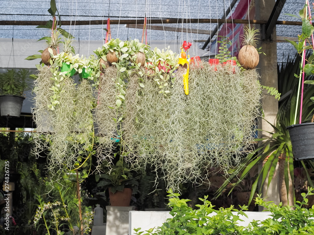 Spanish moss in flowers pots (Tillandsia usneoides) decorate hang in