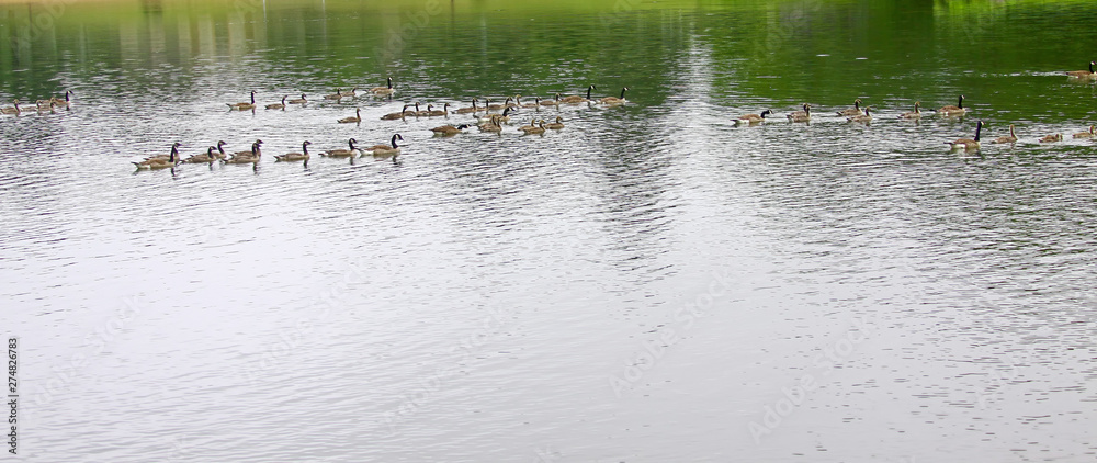 Flock of Geese early morning Flock of Geese early morning