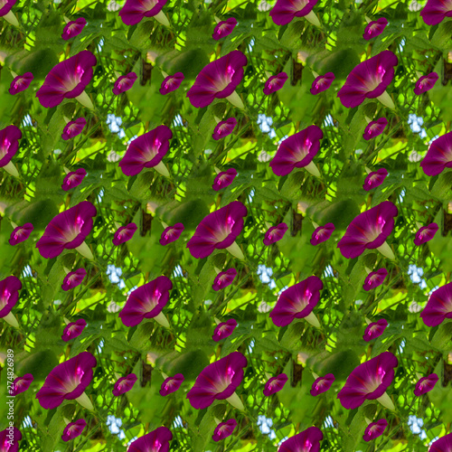 pink flowers in the garden
