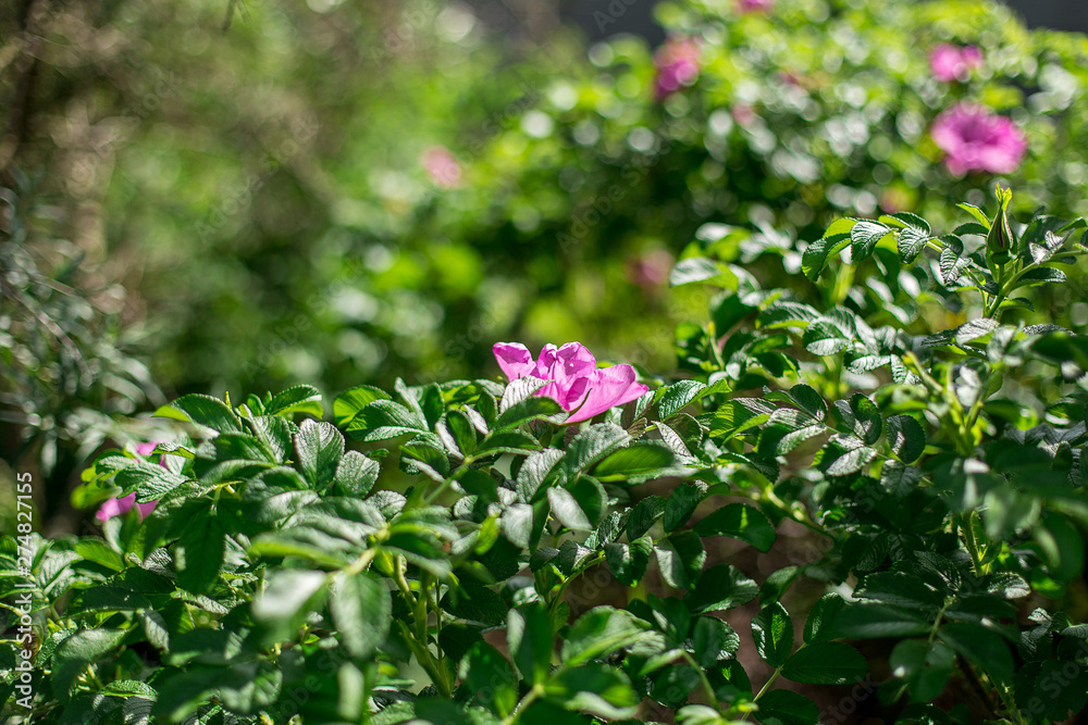 background with pink rosehip flowers, free space background with pink rosehip flowers, free space