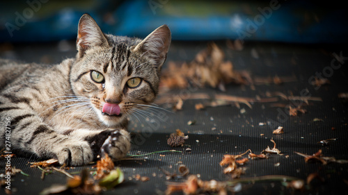 tabby cat licking lips lying amongst autumn leaves on trampoline