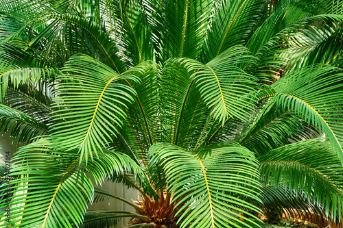 Fototapeta Naklejka Na Ścianę i Meble -  green fern plant texture