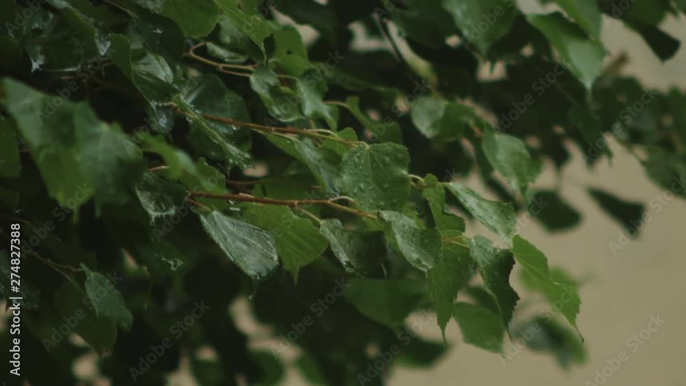Thick leafy green branches drip with rainfall during summer shower. Thick leafy green branches drip with rainfall during summer shower.