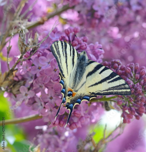 Lilac flowers with a butterfly. Blossoming Syringa vulgaris in the garden. 