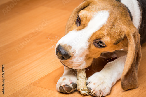 Small hunting dog gnaws a bone holding it with a paw © Evgenii