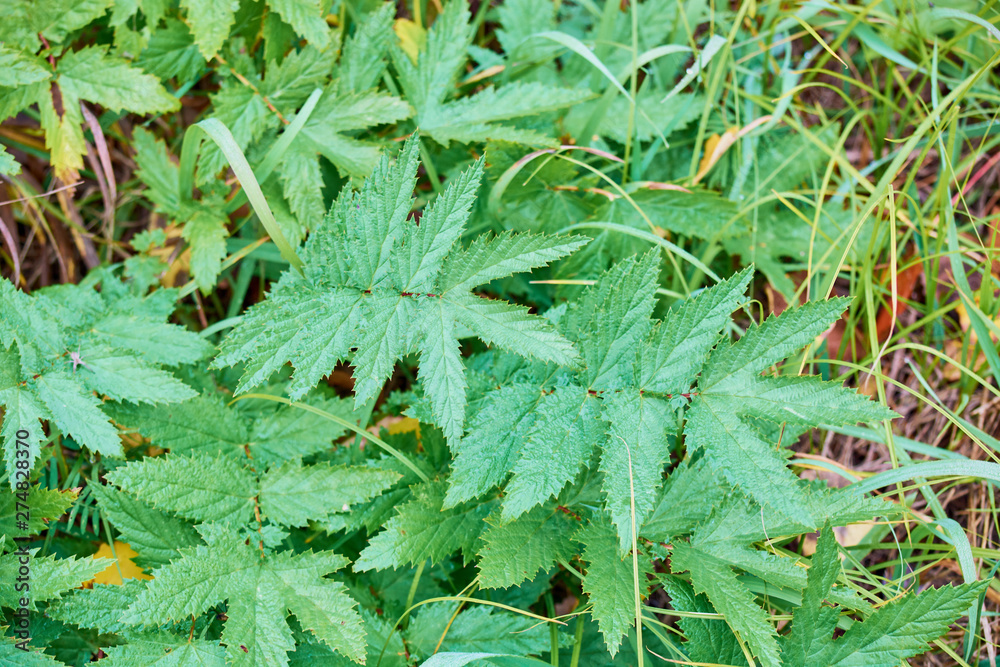 Green nettle bushes grow in garden. Green nettle bushes grow in garden.