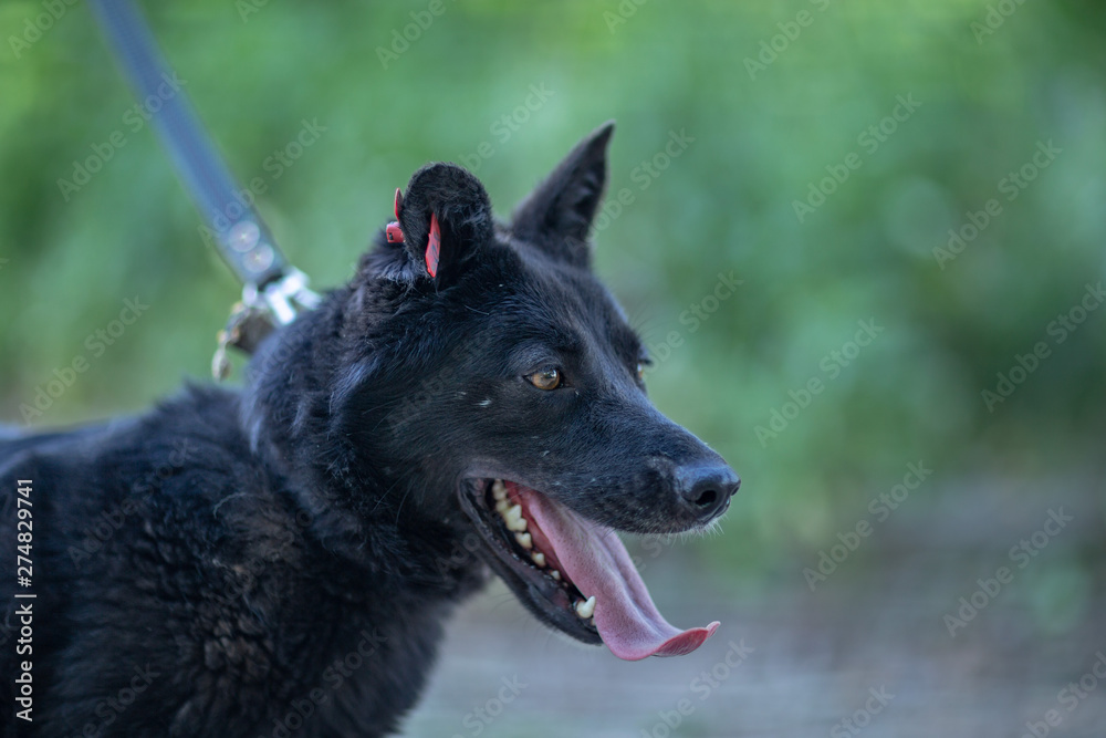 Black dog with a mark in his ear on a leash on a background of trees