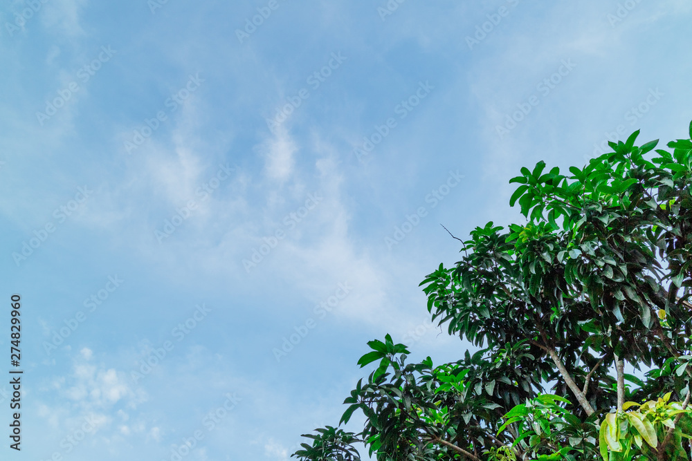 Green foliage background cloudy sky