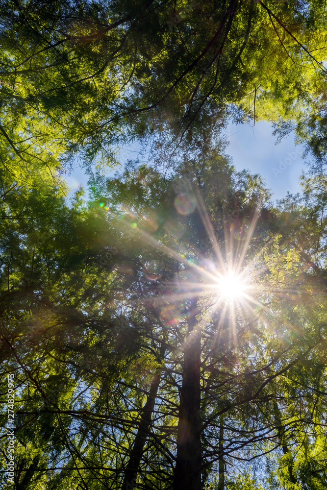 sun rays on pine forest in summer