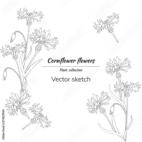 Set of outline flowers on a white background. Cornflowers. Vector hand-drawn flowers and bouquets for the design of cards, wreaths.