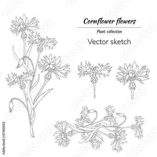 Set of outline flowers on a white background. Cornflowers. Vector hand-drawn flowers and bouquets for the design of cards, wreaths.