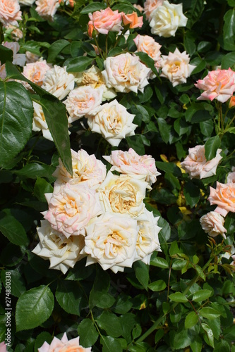 flourishing roses © rosali