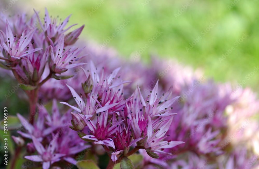 purple wild blooming flowers purple wild blooming flowers