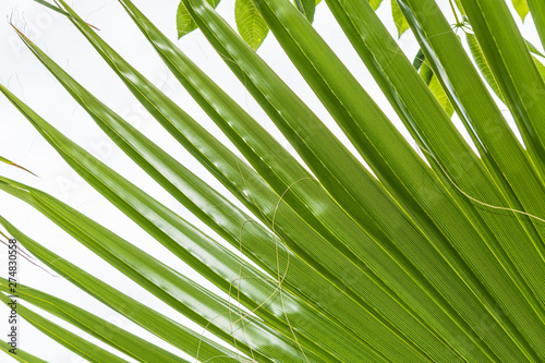Needle green branch of coconut palm.