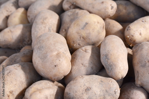 Ripe potatoes on the counter. Background. Close up of Ripe potatoes on the counter market stall. raw vegetables food pattern.