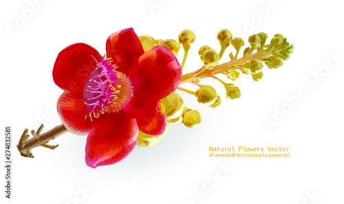 Natural Beautiful of Flower of Cannonball Tree (Couroupita Guianensis) on white background