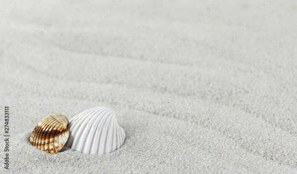 shell on the beach as background. Sand Texture. Light gray sand. Background from fine sand. shell on the beach as background. Sand Texture. Light gray sand. Background from fine sand.