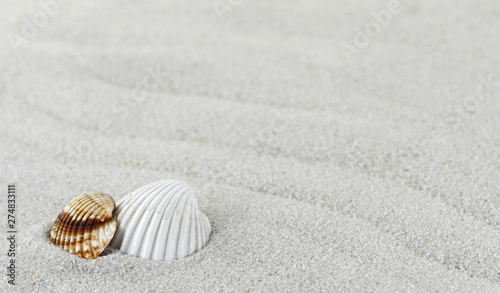 shell on the beach as background. Sand Texture. Light gray sand. Background from fine sand. 