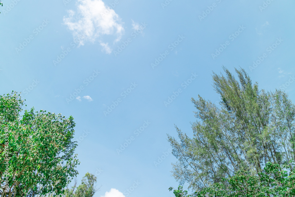 Obraz premium Green foliage background cloudy sky
