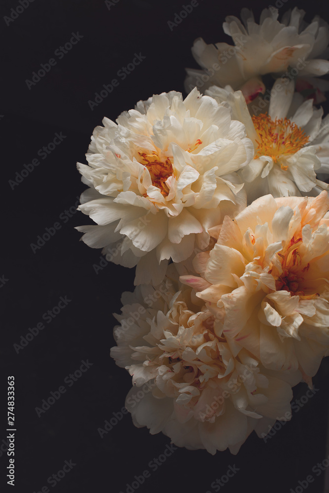 White and pink peonies frame on dark background White and pink peonies frame on dark background