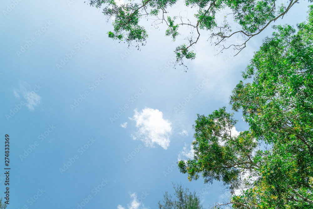 Green foliage background cloudy sky Green foliage background cloudy sky