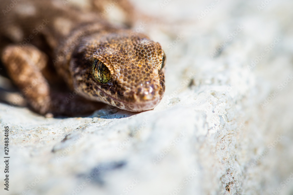 Even-fingered gecko genus Alcophyllex or squeaky gecko in wild nature