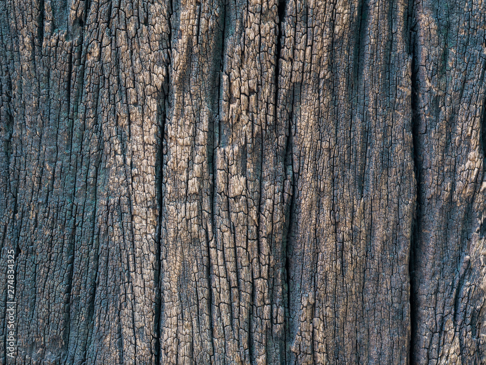 Closeup dried texture of dark brown bark.