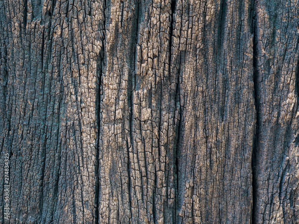 Obraz premium Closeup dried texture of dark brown bark.