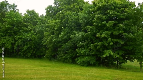 Grass, trees, wind, rain, summer