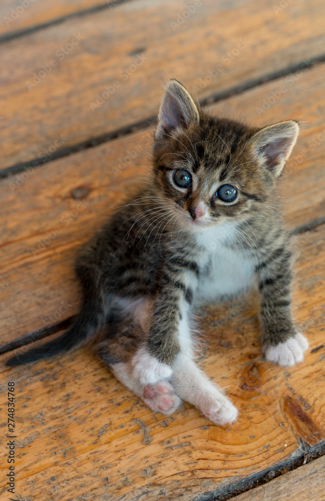 young multi-colored kitten sitting on the wooden floor.