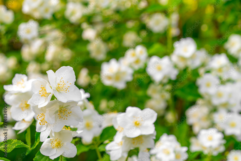 Jasmine blossom, selective focus. White jasmine. The branch delicate spring flowers Jasmine blossom, selective focus. White jasmine. The branch delicate spring flowers