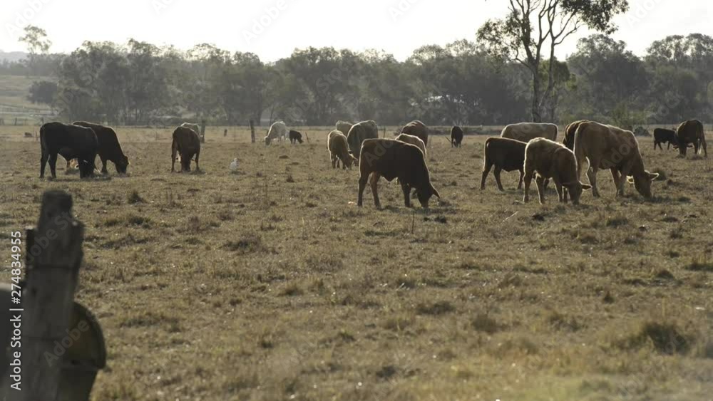 Group of bulls and cows in the countryside. Group of bulls and cows in the countryside.