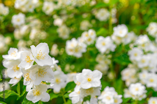 Jasmine blossom  selective focus. White jasmine. The branch delicate spring flowers