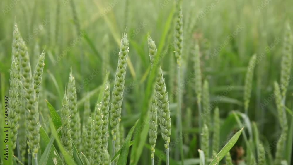 Field of ripe wheat, farm and agriculture background, close up. Cereal plant. Field of ripe wheat, farm and agriculture background, close up. Cereal plant.