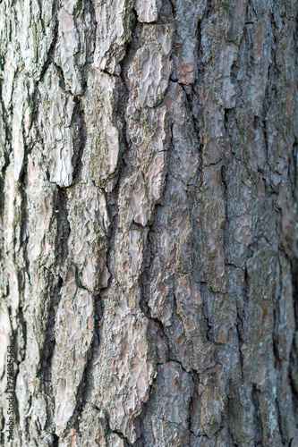 Texture of bark of pine and spruce trees