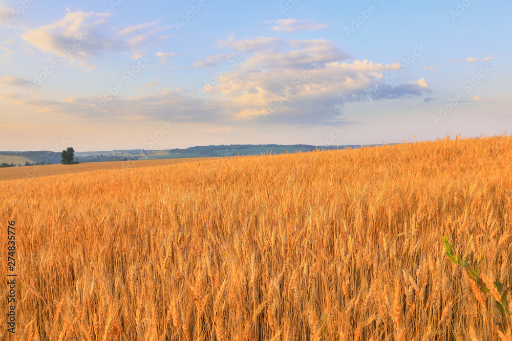 field of golden wheat against the blue sky