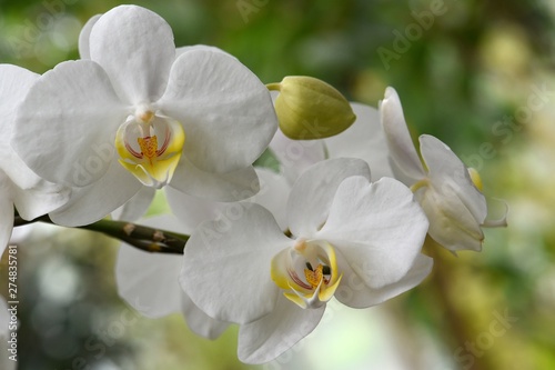 Orchidée Phalaenopsis blanche photo