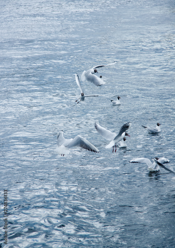 a flock of river gulls flies over the water a flock of river gulls flies over the water