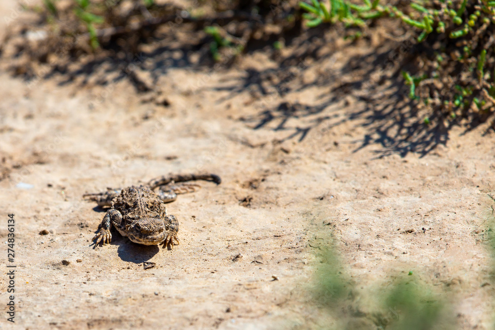 Phrynocephalus helioscopus agama close portrait of in nature Phrynocephalus helioscopus agama close portrait of in nature